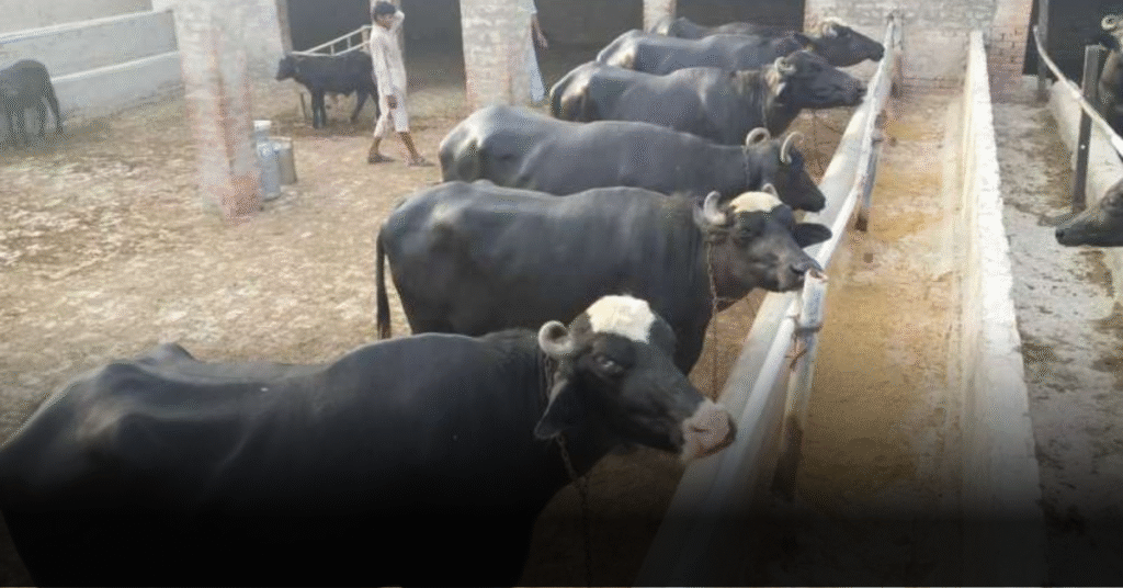 Farm Job in Pakistan 2025