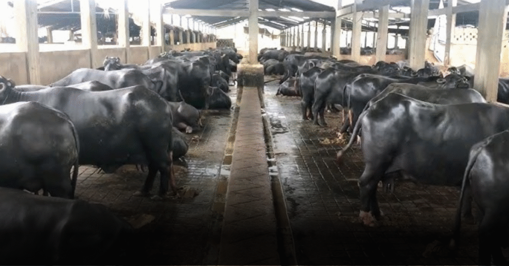 Farm Job in Pakistan 2025